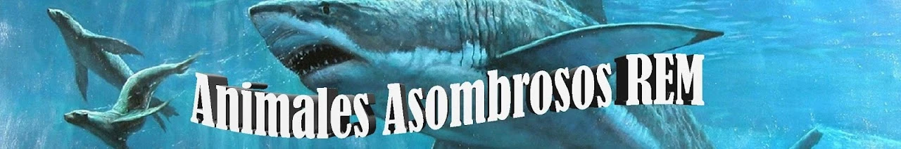 Animales Asombrosos REM