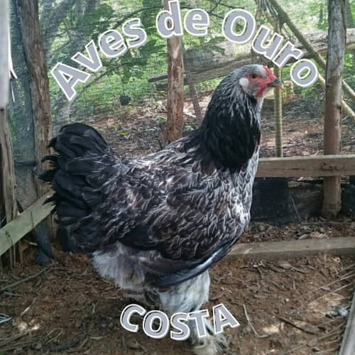 Aves de Ouro - Costa