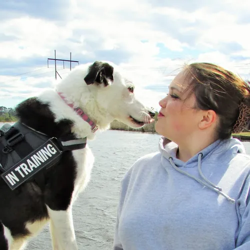 Horns to Halos Dog Training