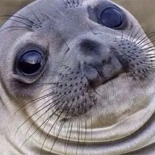 notyouraverageseal