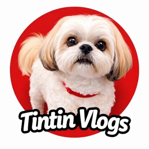 Tintin The Shih Tzu