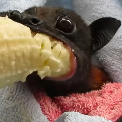 Mr. ManBat
