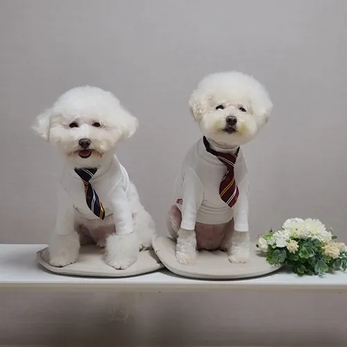 루돌인제주 JEJU