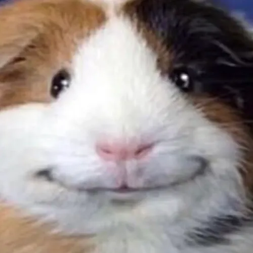 Let’s Try To Beat MrBeast In Subs