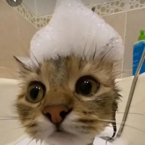 КОШАК) :3