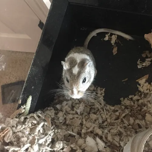 Savage thegerbil