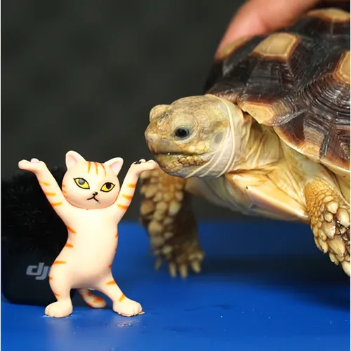 Turtle ASMR