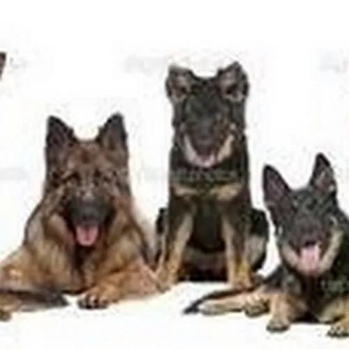 AllBoutDogs4U1