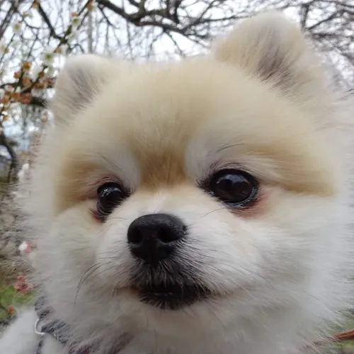 ポメラニアンのmomo pon