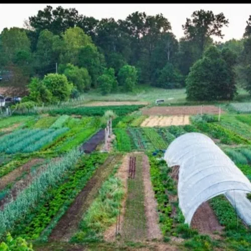 Farmer's Court 