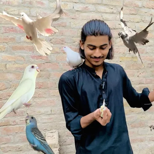 Pet collection