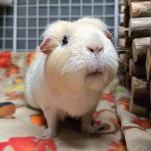 Skinnypigs1