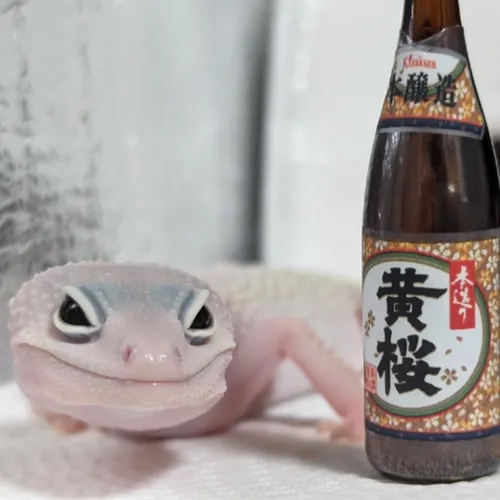 Sさん家のヤモリ