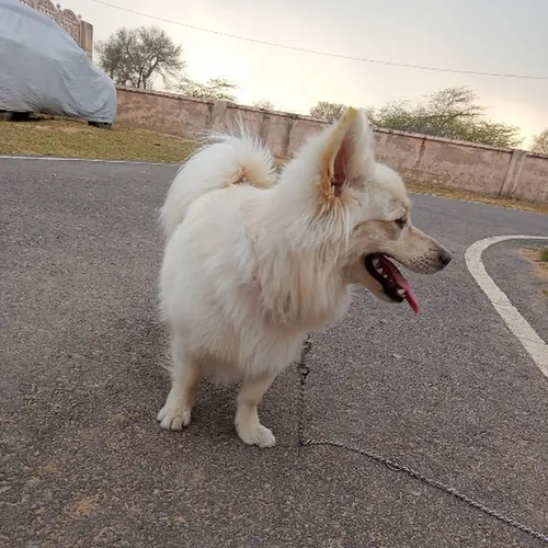 Oreo Bhati