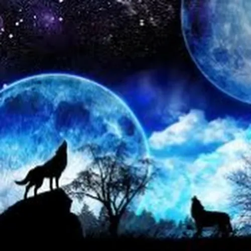 wolfpaq