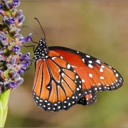 Monarch