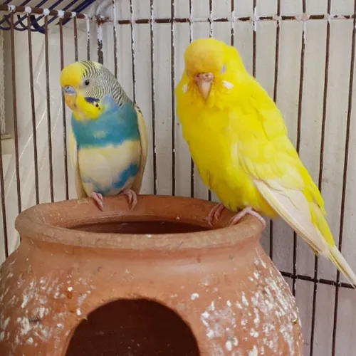 FGS Parrots