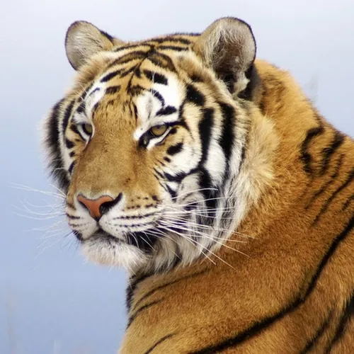 Tiger King