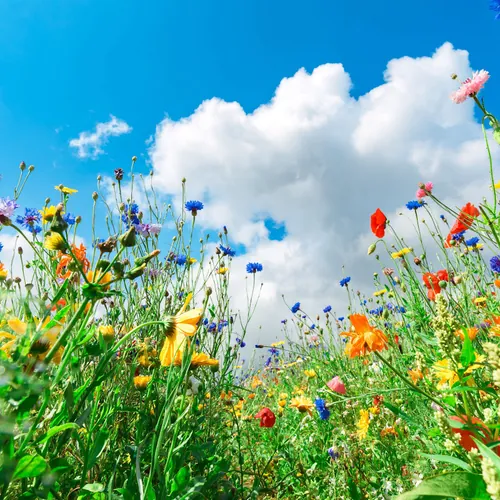 Summertimes magic🌺