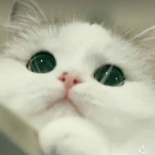 channell catt🐱🐱