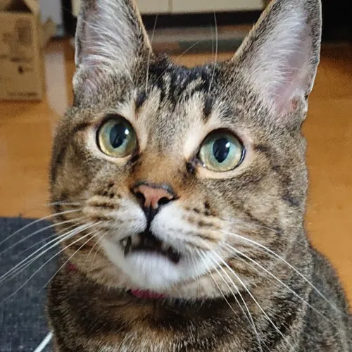 みずたま*ch「Trout of Japan Hokkaido」