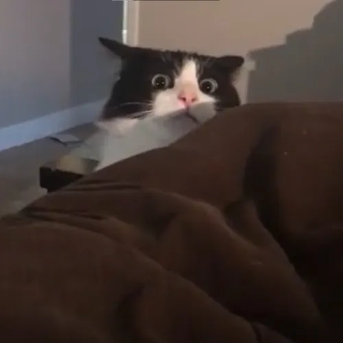 Cat Cat