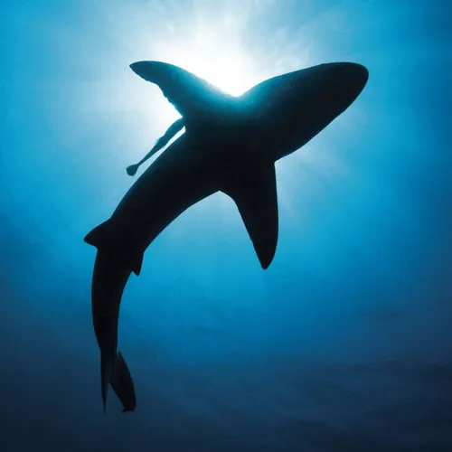 The Shadow Shark