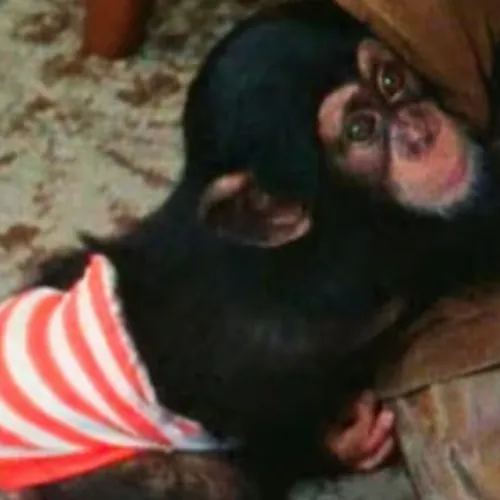 monkeditz