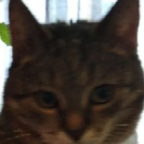 Lordzik