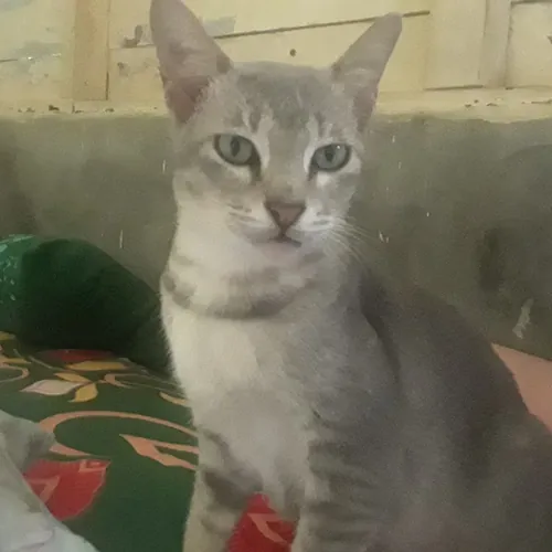 WAFI