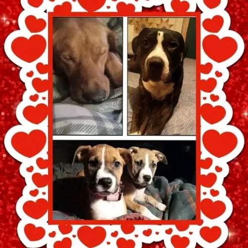 Lilly Bella River and Rocky 