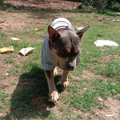  JASMINE The comedy dog
