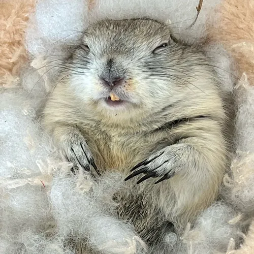 ジリスちゃんねる