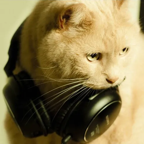 ASMR only sound