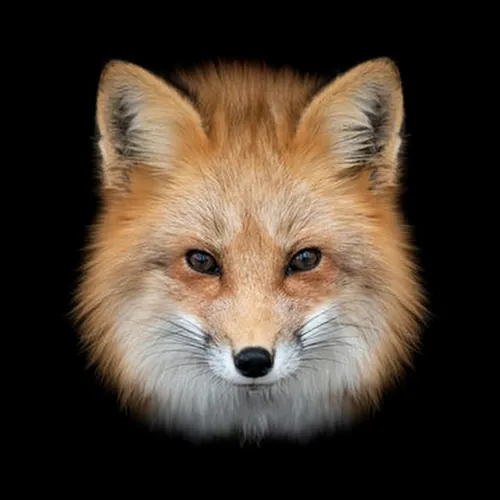 Foox