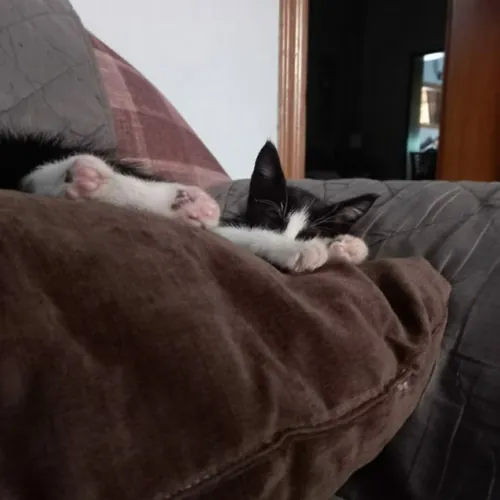 Oreo vlogs 1111