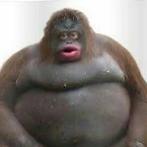 MONKE