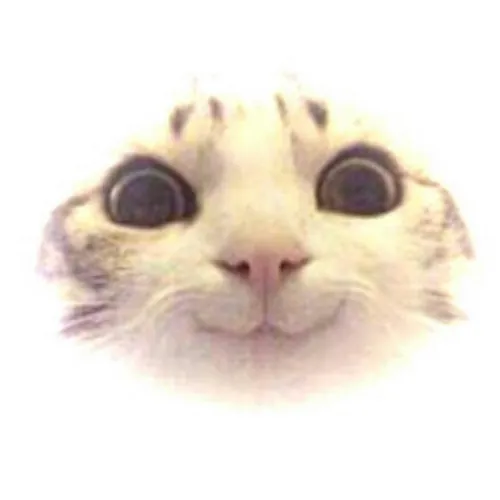 Tabby the HouseCat
