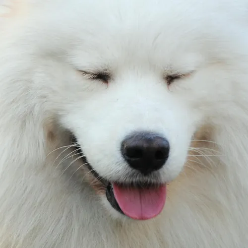 LOONBIT