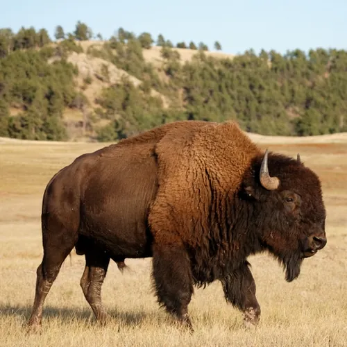 Bison It