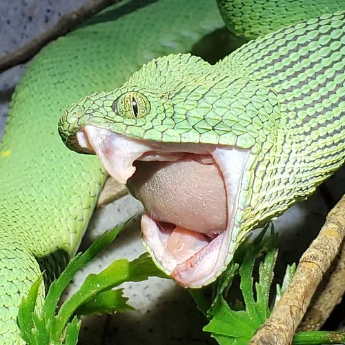 Diamondback Dave