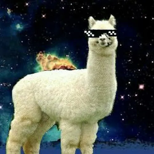 Un Alpaca con gli occhiali