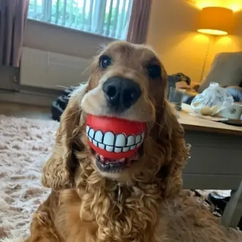  Wild Animal Laughs