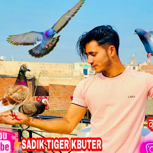 Sadik Tiger kbutar