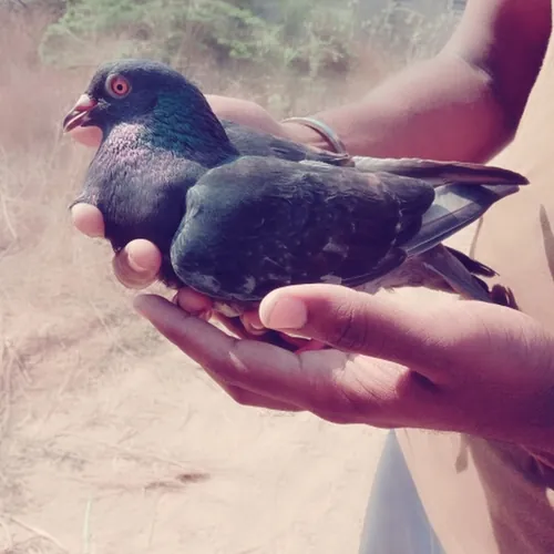 Mr RRR 🐣