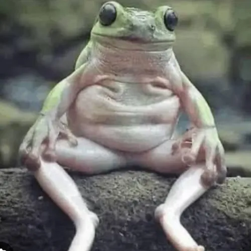 Froglet 